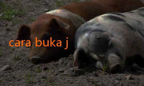 cara buka jalalive-Bali United Fokuskan Pemulihan Cedera Pemain Utama melalui Paket Terpadu